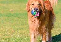 Pet Health Insurance For Dogs