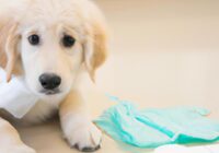 Pet Insurance For Puppy